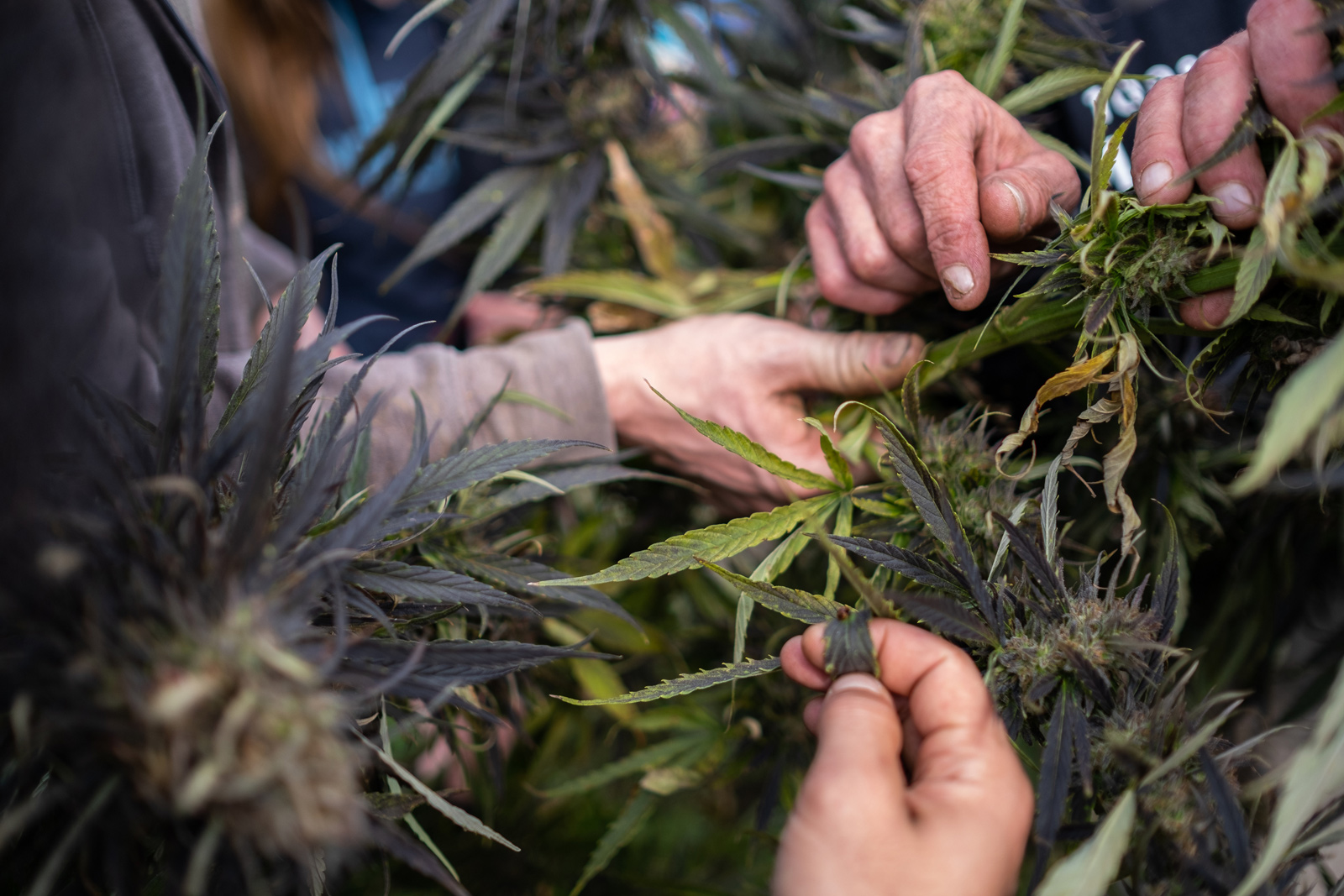 Photo of hands picking marijuana leaves, taken by Emily Kenny for the in-depth reporting project High Stakes 